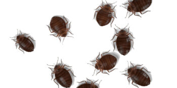 Emergency Pest Control Service Exterminator