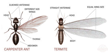 Emergency Pest Control Service Exterminator